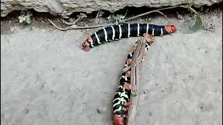 oruga Esfinge Tetrio...