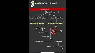 Coagulation cascade. #pathology#biology #science #liverdisease #chemistry #liverdisorder #robbins