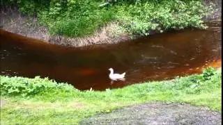 Goose diving