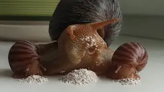 Snail mom does not want to share food with the kids and bites 😊 Cute & funny animal videos