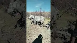 الحرث بطريقة تقليدية و تاريخية