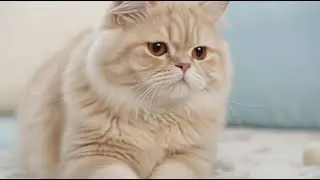 A fat cat