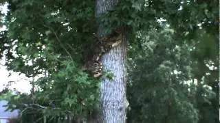 Bengal Cat climbing tree 