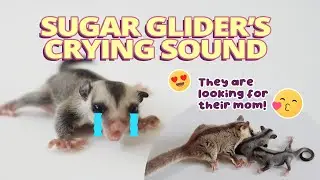 Joey Sugar Glider's Crying. Cute and Adorable!