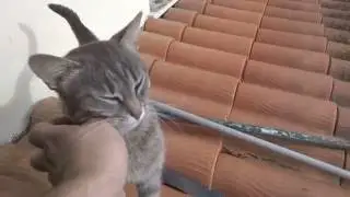 Grisù the kitty hug