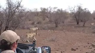 White Lion and Pride Pt 3 at Sweni