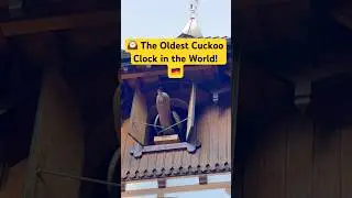 300-Year-Old Cuckoo Clock Still Ticking! ⏳ #shorts