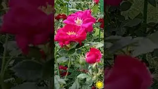 Плетистая Красная Роза