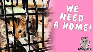 How I Find FOREVER Homes for My Kitties