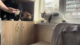Cat morning. Breakfast. Funny Cat video for relaxation and good vibes. Relaxing video for sleep 