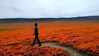 2020 California golden poppy super bloom at the Antelope Valley California Poppy Reserve