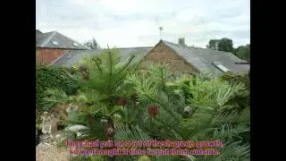 Wollemi Pine seeds germinated in Uk part 4 (2014-15)