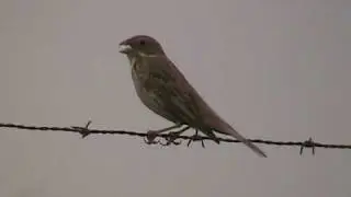 Corn Bunting