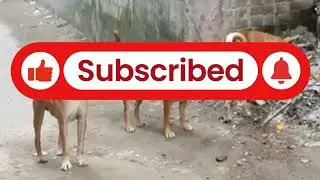 German Shepherds Jason and Lola | Natural & Heat Cycle Process Explained | Puppy Crossover