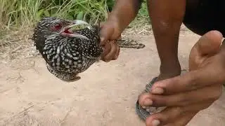 Easy Installing Bird Trap Using Fan Basket And PVC - Technique Bird Trap - How To Set Up Bird Trap