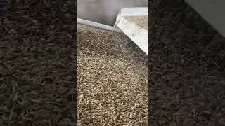 Why Seed Cleaning Matters: Boost your crop yields with these tips! #machine #sunflowerseeds  #seeds