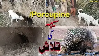 Desi Vlog # 8 | Porcupine | Seh ki Talash | Shekar he Shekar | Porcupine hunting
