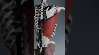 latissimus dorsi animation #latissimusdorsi #muscle  #anatomy #biomechanics