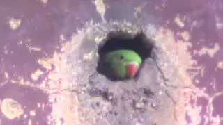 rose-ringed parakeet chicks jostle to peep out of the nest-hole