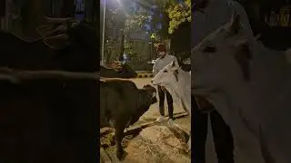 Love for Animals is Pure! ❤️🐮 #shorts​ #animals​ #cowlove​ #cow #youtubeshorts #cowlove #cow #funny
