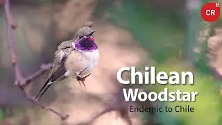 Chilean Woodstar #hummingbird #colibr&iacute; #beijaflor #picaflor #Chile