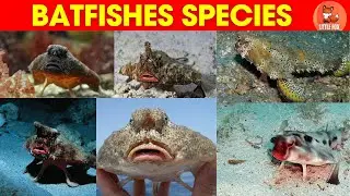 Batfish Types for Kids|Top Batfish Species Names in English for Kids #kidslearning #fish #seaanimals