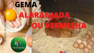 Segredo para  ter ovos com  GEMA VERMELHINHA
