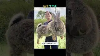 まるでぬいぐるみ！世界最大級のウサギが可愛すぎる！