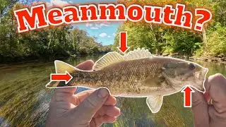 Did I Catch a Meanmouth While Unintentionally Micro Fishing? Collins River Kayak Fishing Adventure!