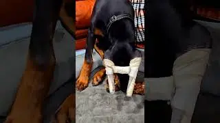 Mass tries first-time pork big tasty bone. ##dobie #puppy #food #bone