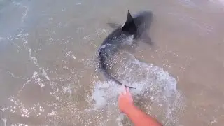 Big BROWN SHARK caught from Long Island Beach!!
