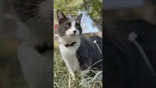 Charlie Cat Goes Exploring #catlover #catexploration #catexplorer #tuxedocat #kittycat