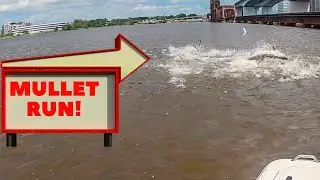 Urban fishing downtown Jacksonville Florida during the mullet run. (Tarpon busting on mullet)