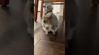 &ldquo;Its a ghost frog&rdquo; 👻 #littlethumbelinagirl #squirrel #scaredycat #cute #shorts