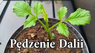 PĘDZENIE DALII KROK PO KROKU / Jak cieszyć sie kwiatami dalii szybciej / Dalie w ogrodzie /MrsGarden