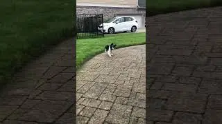 Cute Springer Moment!!🐾🥹🐾 #shorts #springerspaniel #adorable #springer #puppy
