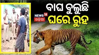 ନୂଆପଡ଼ାରେ ବାଘ ଆତଙ୍କ| ଛାନିଆଁ ଗାଁ ଲୋକେ | Nuapada News | Leopard | Odia News