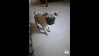 #angry pug + #excited  cute video