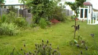 Fox cat standoff