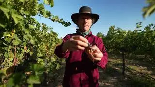 2024 Yakima Valley Vintage - from freezing to scorching heat - Weather Matters! Caleb gets up close