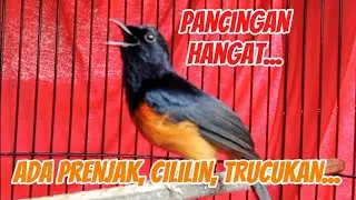 Pancingan isian variatif, prenjak, cililin, trucukan dll, bikin emosi