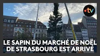Le sapin du marché de Noël de Strasbourg est arrivé place Kléber
