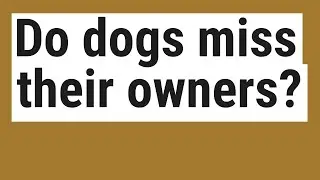 Do dogs miss their owners?