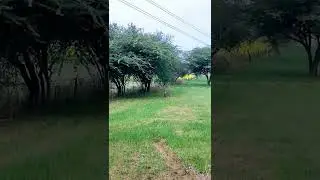 rajasthan k kheto me babul k ped kikar Vachellia nilotica, acacia nilotica #shorts #dhakasurya