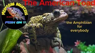 The American Toad (pt1) The Amphibian for everybody!