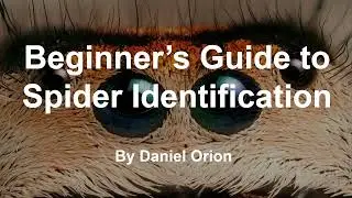 Beginner's Guide to Spider ID Episode 1: Introduction