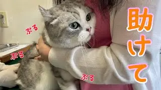 ワクチン接種の注射が嫌すぎて威嚇が止まらない兄猫
