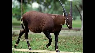 🌿🦌 Saola – The Asian Unicorn 🦌🌿
