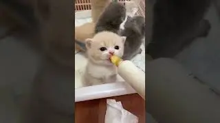 Make Your Day with Cat EP  #192 #shorts #CuteCat