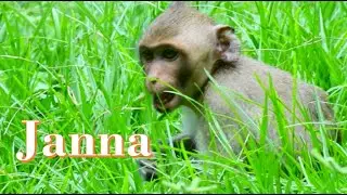 where is Janet Mom ? Janna Missing Janet monkey Cos Janna love Janet
